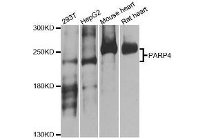 Western blot analysis of extracts of various cell lines, using PARP4 antibody. (PARP4 抗体  (AA 1-300))