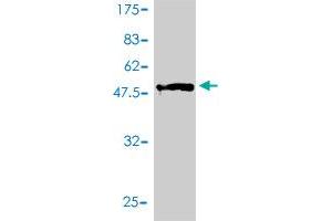 Western Blot detection against Immunogen (51. (Endothelin 3 抗体  (AA 1-238))
