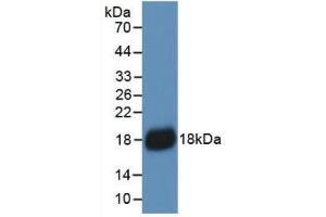 Western blot analysis of recombinant Human IL18. (IL-18 抗体  (AA 37-193))