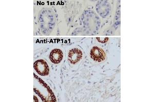 Immunohistochemistry (IHC) image for anti-Sodium Potassium ATPase, alpha1 (ATP1A1) (N-Term) antibody (ABIN7272975)