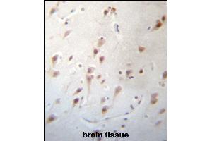 FOXJ3 Antibody (N-term) (ABIN657277 and ABIN2846366) immunohistochemistry analysis in formalin fixed and paraffin embedded human brain tissue followed by peroxidase conjugation of the secondary antibody and DAB staining. (FOXJ3 抗体  (N-Term))