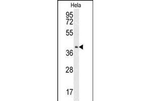 Western blot analysis of CK2 Antibody (Center) (ABIN651399 and ABIN2840216) in Hela cell line lysates (35 μg/lane). (CMPK2 抗体  (AA 142-170))