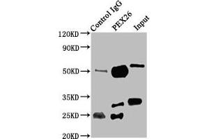 Immunoprecipitating PEX26 in K562 whole cell lysate Lane 1: Rabbit control IgG instead of ABIN7162997 in K562 whole cell lysate. (PEX26 抗体  (AA 1-159))