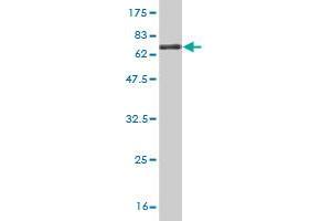 Western Blotting (WB) image for anti-Extended Synaptotagmin 2 (ESYT2) (AA 1-358) antibody (ABIN528192)
