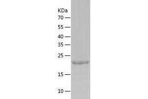 Western Blotting (WB) image for PHD Finger Protein 10 (PHF10) (AA 153-401) protein (His tag) (ABIN7124384) (PHF10 Protein (AA 153-401) (His tag))