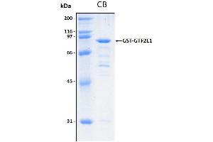 10% SDS-PAGE stained with Coomassie Blue (CB) and peptide fingerprinting by MALDI-TOF mass spectrometry (GTF2E1 Protein (AA 1-442) (GST tag))