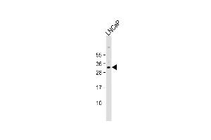 Anti-NKX3-1 Antibody (Center) at 1:8000 dilution + LNCaP whole cell lysate Lysates/proteins at 20 μg per lane. (NKX3-1 抗体  (AA 118-145))