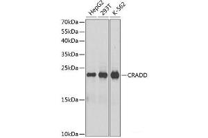 Western blot analysis of extracts of various cell lines using CRADD Polyclonal Antibody at dilution of 1:1000. (CRADD 抗体)