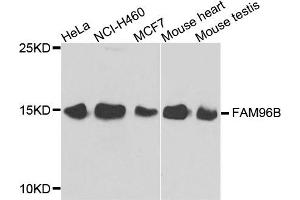 Western blot analysis of extracts of various cell lines, using FAM96B antibody. (FAM96B 抗体)