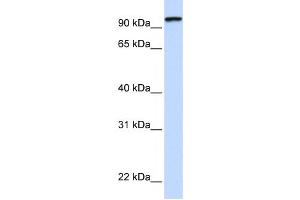 Western Blotting (WB) image for anti-Protocadherin gamma Subfamily C, 3 (PCDHGC3) antibody (ABIN2458926) (Protocadherin gamma Subfamily C, 3 (PCDHGC3) 抗体)