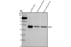 Western blot analysis of MAEA using anti-MAEA antibody (AZQ7SXR3).