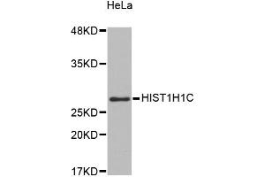 Western blot analysis of extracts of HeLa cells, using HIST1H1C antibody (ABIN5971688). (HIST1H1C 抗体)