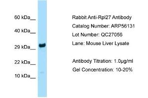 Western Blotting (WB) image for anti-Ribosomal Protein L27 (RPL27) (N-Term) antibody (ABIN2786530) (RPL27 抗体  (N-Term))