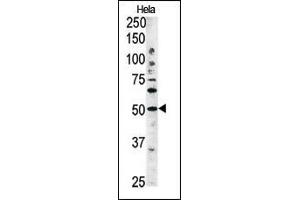 The anti-G4C Pab 1810b is used in Western blot to detect G4C in Hela tissue lysate (ATG4C 抗体  (AA 167-196))