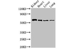 Western Blot Positive WB detected in: Mouse kidney tissue, Rat heart tissue, Rat liver tissue, Rat lung tissue All lanes: SLC22A2 antibody at 2. (SLC22A2 抗体  (AA 48-135))