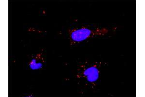 Proximity Ligation Assay (PLA) image for anti-Promyelocytic Leukemia (PML) (AA 411-510) antibody (ABIN562289)