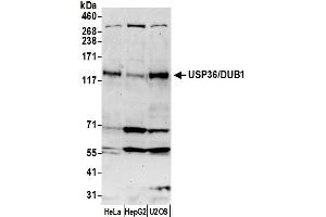 Western Blotting (WB) image for anti-Ubiquitin Specific Peptidase 36 (USP36) (C-Term) antibody (ABIN7453948) (USP36 抗体  (C-Term))