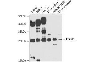 Western blot analysis of extracts of various cell lines, using F1 antibody (ABIN6131059, ABIN6137331, ABIN6137332 and ABIN6223561) at 1:1000 dilution. (ATP5F1 抗体  (AA 1-245))