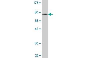 Western Blotting (WB) image for anti-Septin 6 (SEPT6) (AA 1-434) antibody (ABIN524995)