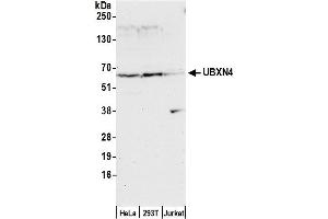 anti-UBX Domain Protein 4 (UBXN4) (AA 458-508) antibody