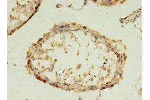Immunohistochemistry of paraffin-embedded human testis tissue using ABIN7152859 at dilution of 1:100 (FGFBP2 抗体  (AA 20-223))