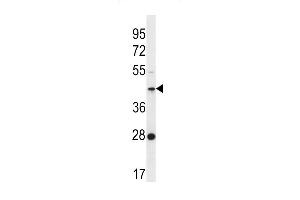 F105A Antibody (Center) (ABIN656556 and ABIN2845818) western blot analysis in K562 cell line lysates (35 μg/lane). (FAM105A 抗体  (AA 196-224))