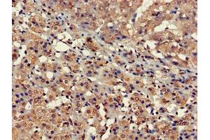 Immunohistochemistry of paraffin-embedded human adrenal gland tissue using ABIN7152694 at dilution of 1:100 (FARP2 抗体  (AA 261-550))