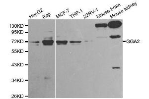 Western Blotting (WB) image for anti-Golgi-Associated, gamma Adaptin Ear Containing, ARF Binding Protein 2 (GGA2) (AA 1-300) antibody (ABIN3021665)