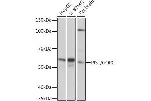 Western blot analysis of extracts of various cell lines, using PIST/GOPC Rabbit mAb (ABIN1678809, ABIN1678808, ABIN7101325 and ABIN7101326) at 1:1000 dilution.