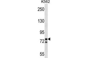 Western Blotting (WB) image for anti-Proprotein Convertase Subtilisin/kexin Type 7 (PCSK7) antibody (ABIN2997695) (PCSK7 抗体)