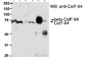 Immunoprecipitation (IP) image for anti-Cleavage Stimulation Factor, 3' Pre-RNA, Subunit 2, 64kDa (CSTF2) (Internal Region) antibody (ABIN1686783)