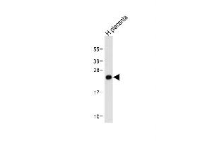 Western Blotting (WB) image for anti-Neurogenin 3 (NEUROG3) (AA 40-69), (N-Term) antibody (ABIN388770)