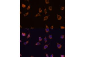 Immunofluorescence analysis of L929 cells using PHLPP2 antibody (ABIN7269259) at dilution of 1:100. (PHLPP2 抗体)