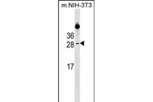 RAB39B Antibody (N-term) (ABIN1538967 and ABIN2849340) western blot analysis in mouse NIH-3T3 cell line lysates (35 μg/lane). (RAB39B 抗体  (N-Term))