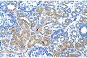Immunohistochemical staining (Formalin-fixed paraffin-embedded sections) of human kidney with DCUN1D1 polyclonal antibody  at 4-8 ug/mL working concentration. (DCUN1D1 抗体  (N-Term))