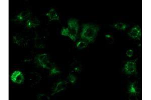 Anti-OSGEP mouse monoclonal antibody (ABIN2454647) immunofluorescent staining of COS7 cells transiently transfected by pCMV6-ENTRY OSGEP (RC207089). (OSGEP 抗体  (AA 1-335))