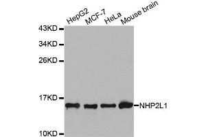 Western Blotting (WB) image for anti-NHP2 Non-Histone Chromosome Protein 2-Like 1 (NHP2L1) antibody (ABIN1876955)