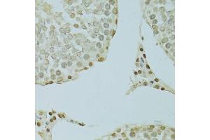 Immunohistochemistry of paraffin-embedded rat testis using SAFB antibody. (SAFB 抗体)