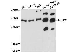 Western blot analysis of extracts of various cell lines, using NRIP2 antibody (ABIN6290701) at 1:3000 dilution. (NRIP2 抗体)