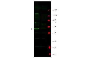 Western blot using  affinity purified anti-Fbp5A antibody shows detection of a major band corresponding to Fbp5A protein in a human HeLa whole cell lysate (lane 1 arrowhead). (Fbp5A 抗体)