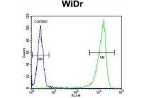 Flow cytometric analysis of WiDr cells using Beta-glucuronidase Antibody (Center) Cat. (Glucuronidase beta 抗体  (Middle Region))
