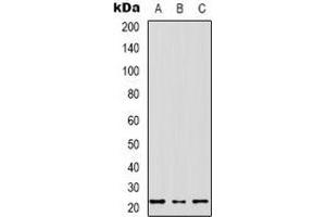 Western blot analysis of MRPS17 expression in SHSY5Y (A), HEK293T (B), NIH3T3 (C) whole cell lysates. (MRPS17 抗体  (N-Term))