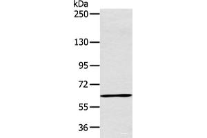 Western blot analysis of Raji cell using ATG16L1 Polyclonal Antibody at dilution of 1:600 (ATG16L1 抗体)