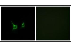 Immunofluorescence analysis of COS7 cells, using FFAR2 Antibody. (FFAR2 抗体  (C-Term))