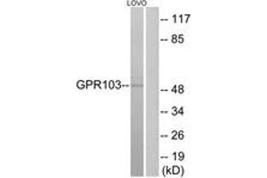 Western blot analysis of extracts from LOVO cells, using GPR103 Antibody. (QRFPR 抗体  (AA 271-320))