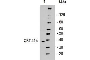 Western Blotting (WB) image for anti-Chloroplast Stem-Loop-Binding Protein (CSP41b) antibody (ABIN249378) (CSP41b 抗体)