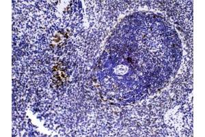IHC testing of FFPE rat spleen tissue with CASP8 antibody at 1ug/ml. (Caspase 8 抗体  (AA 410-449))