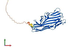 AlphaFold protein structure predicition of Mouse Recombinant Fam78a Protein, UniprotID Q8C552
