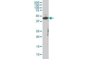 CKM monoclonal antibody (M02), clone 1E3 Western Blot analysis of CKM expression in IMR-32 .