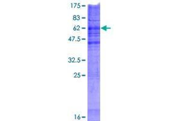CHPT1 Protein (AA 1-406) (GST tag)